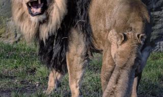 猴子打输了逃狮子园 猴子打输了逃狮子园