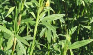 适合养羊的牧草 适合养羊的牧草