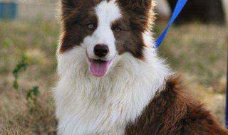 纯种边境牧羊犬价格