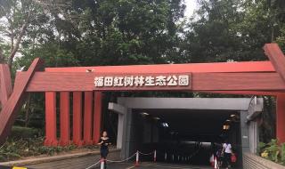 深圳红树林公园 深圳红树林公园