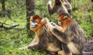 神农架野人图片 神农架野人图片