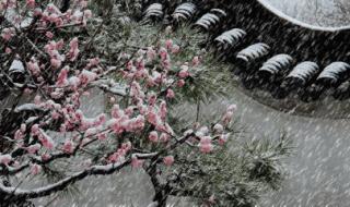 小雪最美古诗句子 小雪最美古诗句子