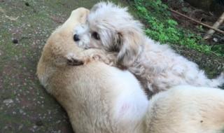 虎落平阳被犬欺全文