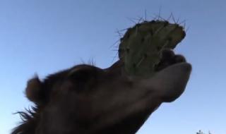 吃仙人掌不觉得扎嘴 吃仙人掌不觉得扎嘴