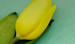 我是一只小虫子 我是一只小虫子