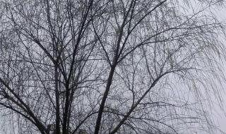 五九天是什么日子