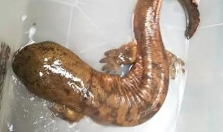 野生娃娃鱼 野生娃娃鱼