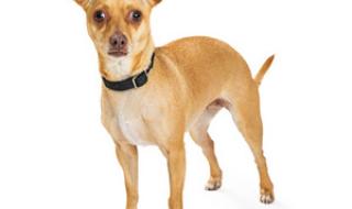 杭州金娃娃儿童摄影 杭州金娃娃儿童摄影