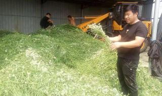 媒体评河南蔬菜滞销 媒体评河南蔬菜滞销